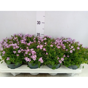 Campanula porten.