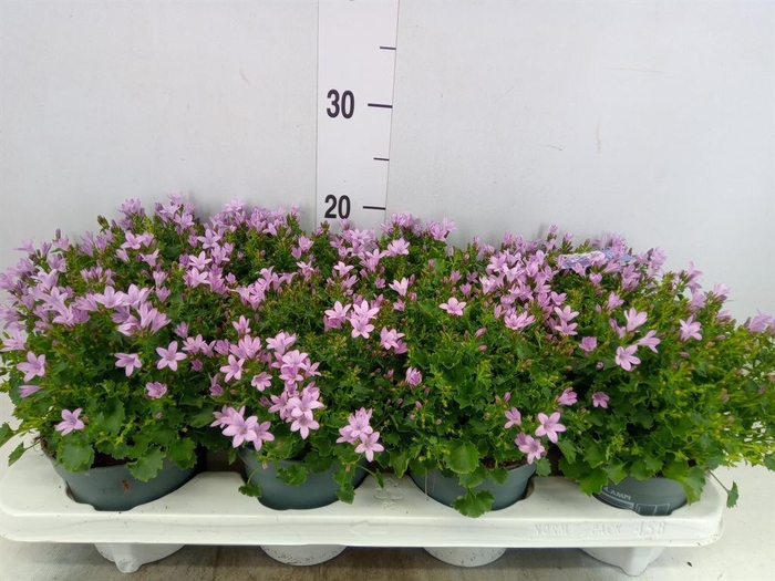 <h4>Campanula porten.</h4>