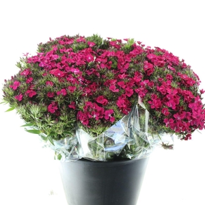 Di Barb Amazon Cherry Super