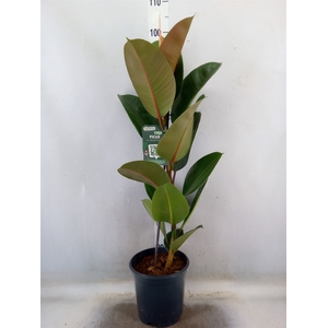 Ficus elastica 'Robusta'