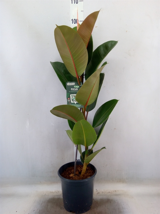 <h4>Ficus elastica 'Robusta'</h4>