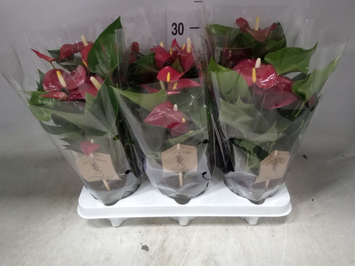 <h4>Anthurium andr. 'Micra'</h4>