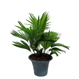 Livistona rotundifolia hosta small met schors