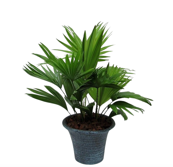 <h4>Livistona rotundifolia hosta small met schors</h4>