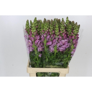 Antirrhinum Potomac Lavender