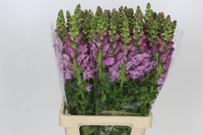 <h4>Antirrhinum Potomac Lavender</h4>