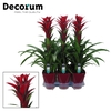 Guzmania Switch Luxe Keramiek (Decorum)