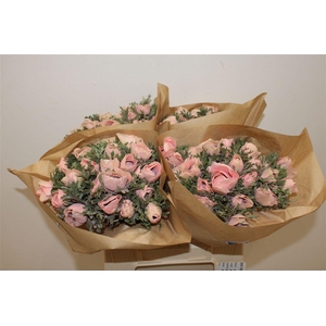 Anem Marianne Powder Salmon