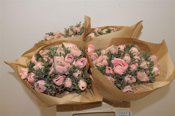 <h4>Anem Marianne Powder Salmon</h4>