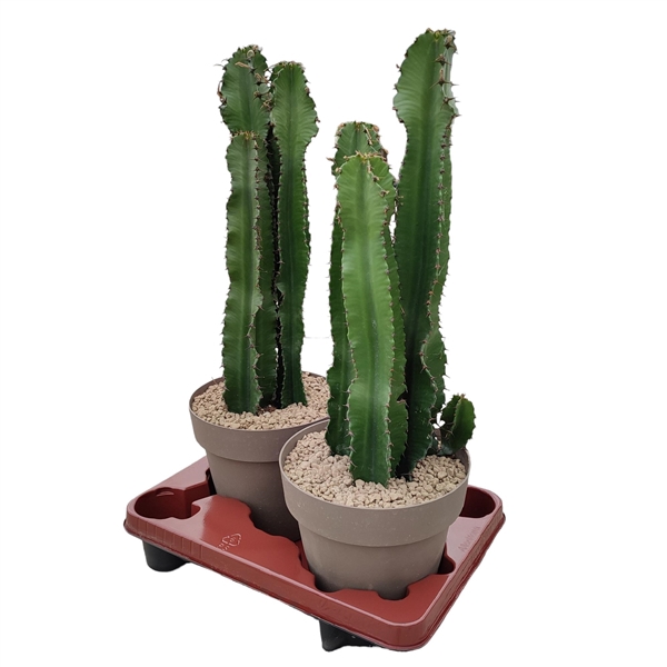 <h4>EUPHORBIA ERITREA - POT Ø 20 (SUCCULENTEN)</h4>