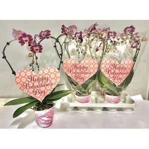 !! PROMO !! PHAL HEART RED 2 TAK