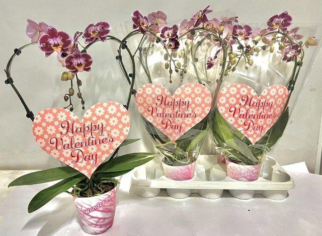 <h4>!! PROMO !! PHAL HEART RED 2 TAK</h4>