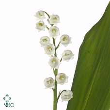 <h4>Convallaria white</h4>