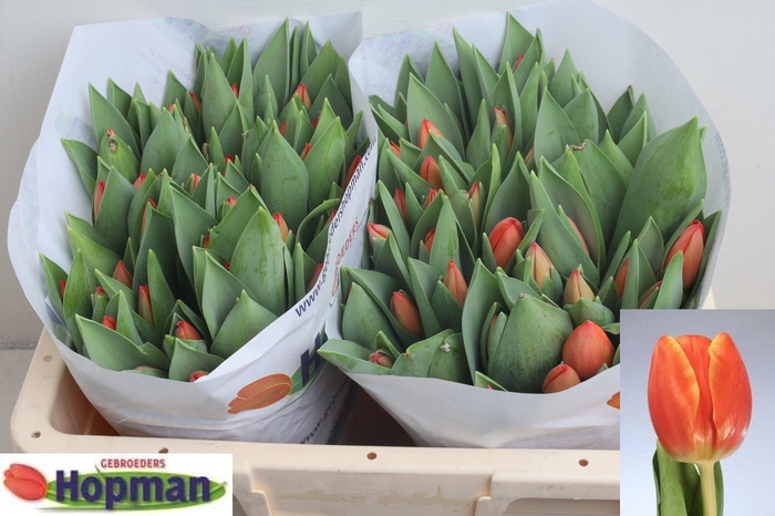 <h4>TU EN AD REM</h4>