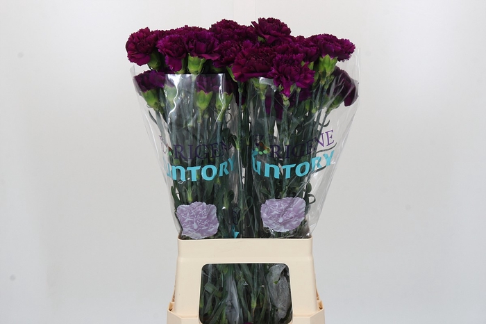 <h4>Dianthus St Florigene Moontea</h4>