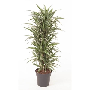 Dracaena f Deremensis Grp Warneckei