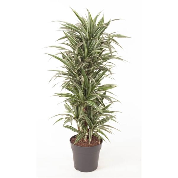 <h4>Dracaena f Deremensis Grp Warneckei</h4>