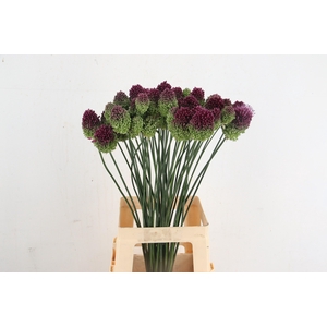 ALLIUM SPHAEROCEPHAL