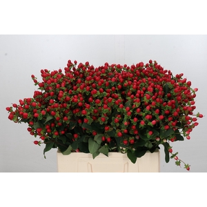 Hypericum Coco Fiesta