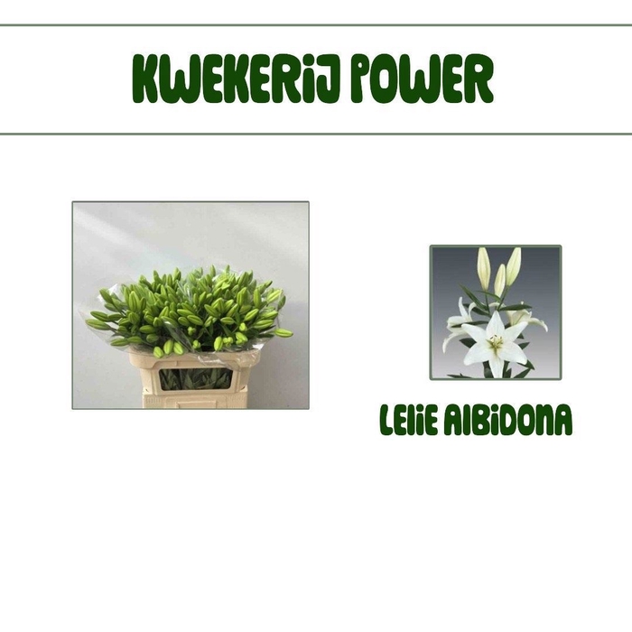 <h4>LI LA ALBIDONA</h4>