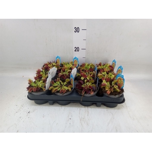 Dionaea muscipula