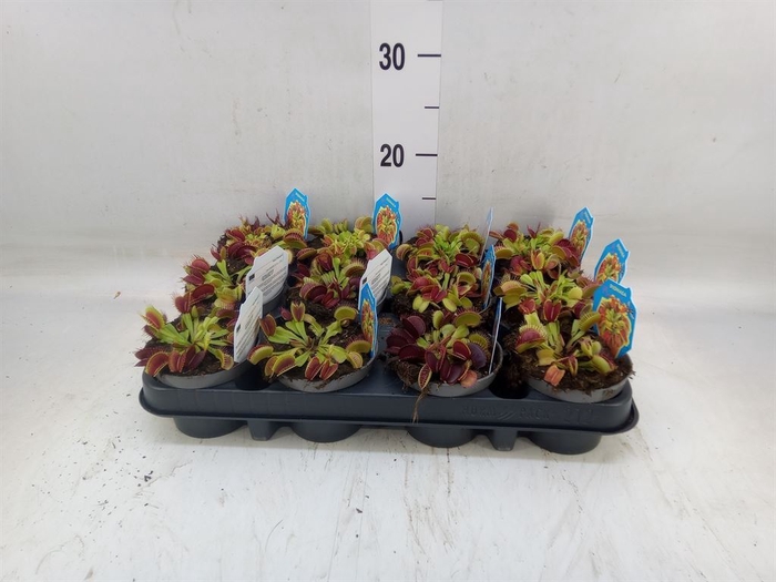 <h4>Dionaea muscipula</h4>