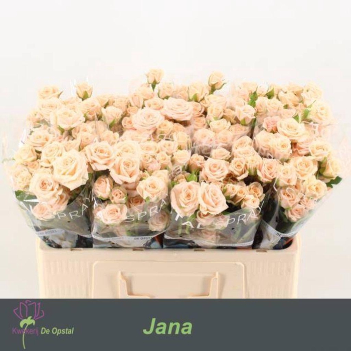 <h4>Rosa spray jana</h4>