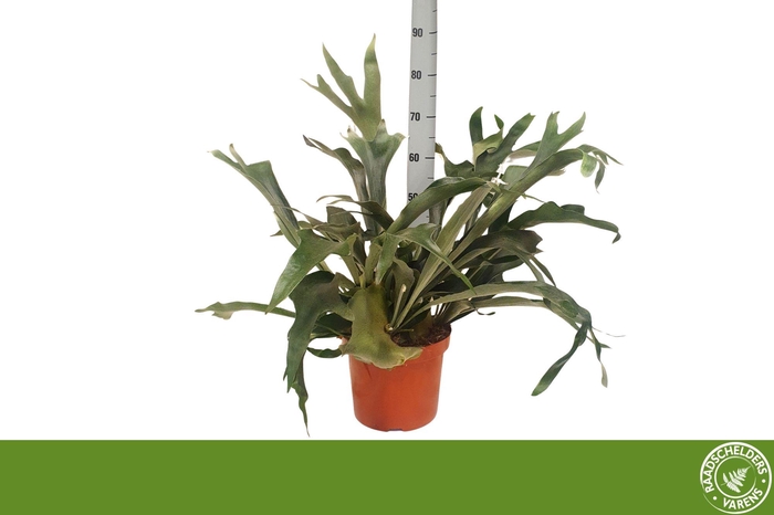 <h4>Platyc Bifurcatum</h4>