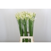 Nerine Adele