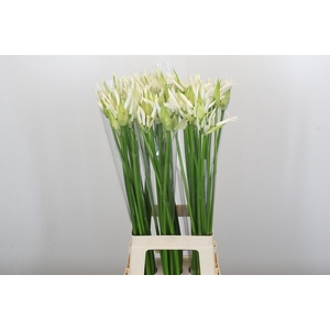 Nerine Adele