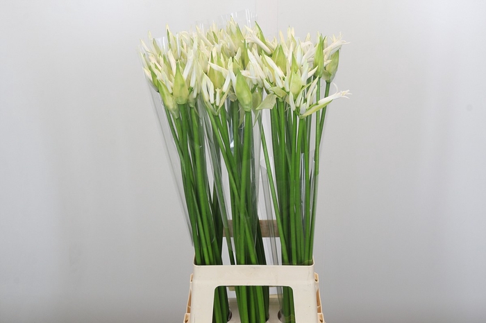 <h4>Nerine Adele</h4>