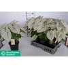 Caladium   ...