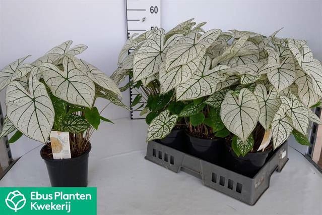 Caladium   ...