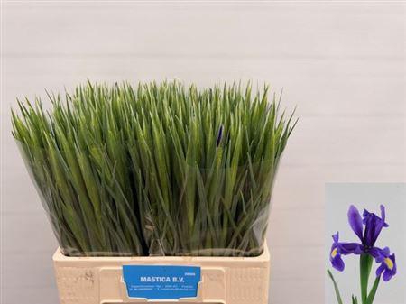 <h4>Iris Blue Magic</h4>