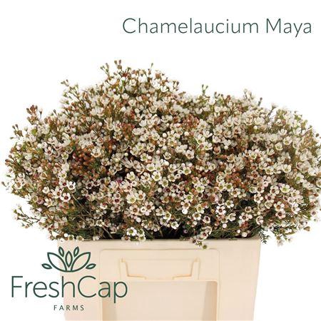 <h4>Chame Maya</h4>