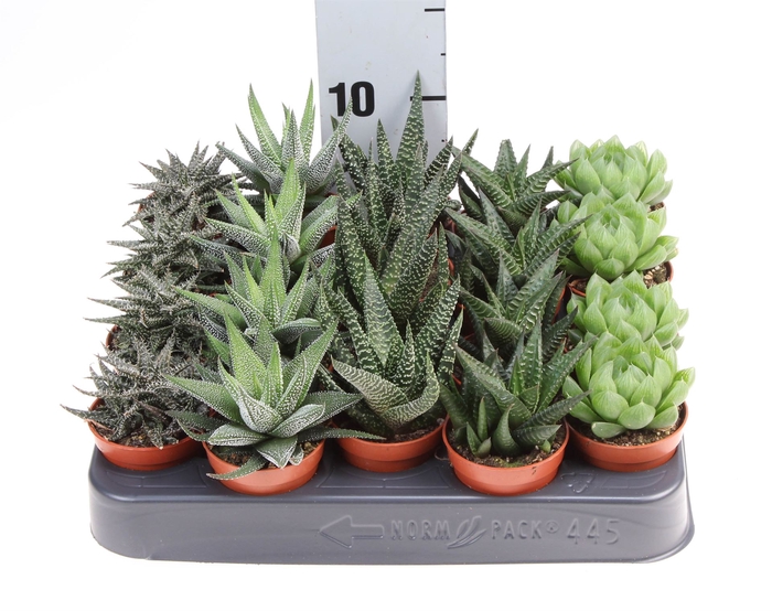 <h4>Haworthia   ...mix</h4>