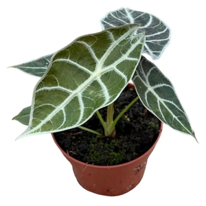 Alocasia Polly