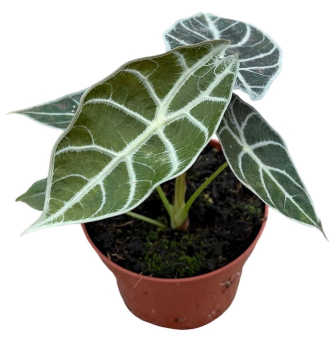 <h4>Alocasia Polly</h4>