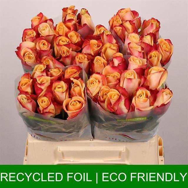 <h4>R GR PEBBLES</h4>