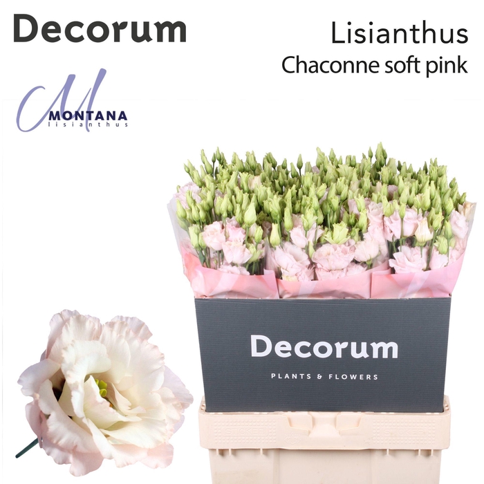 <h4>Lisianthus Chaconne soft pink 70cm</h4>