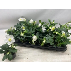 Helleborus niger Little Star 9Ø 18cm 3fl