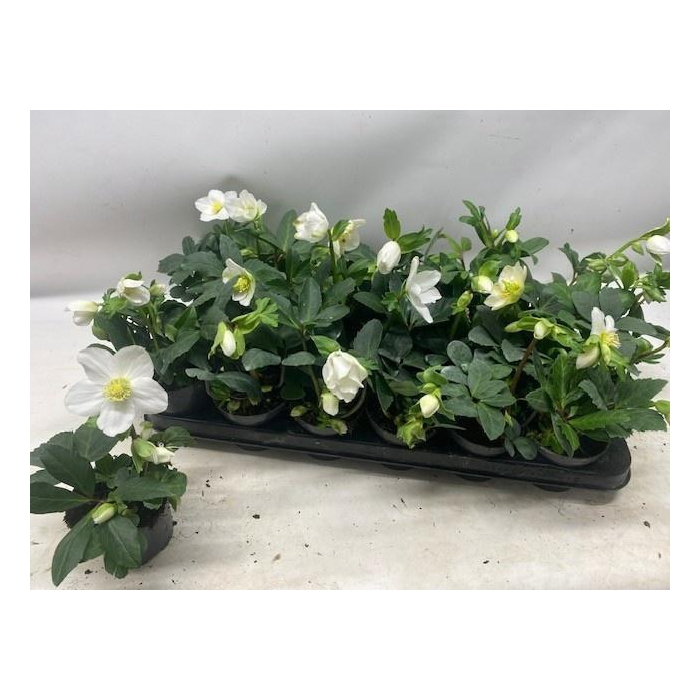 <h4>Helleborus niger Little Star 9Ø 18cm 3fl</h4>