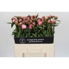 Paeonia Sarah Bernhardt