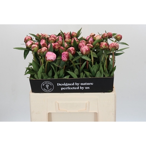 Paeonia Sarah Bernhardt