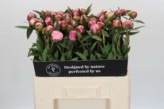 Paeonia Sarah Bernhardt