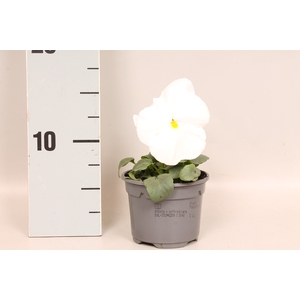 Viola wittrockiana F1 White