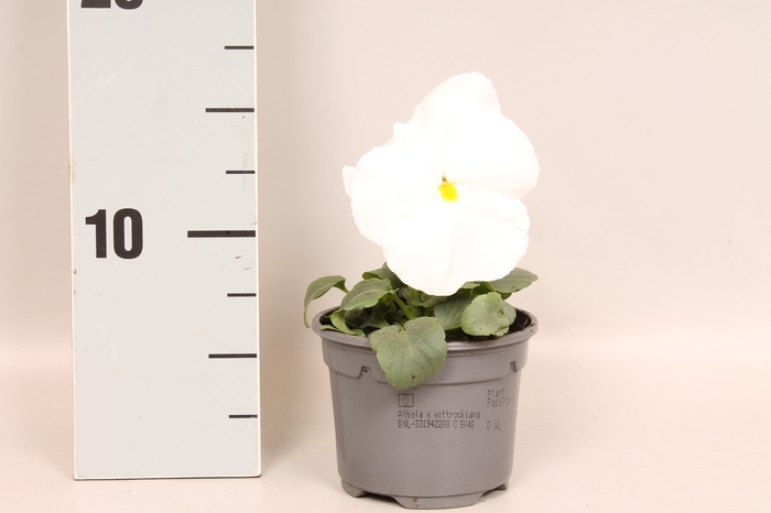 <h4>Viola wittrockiana F1 White</h4>