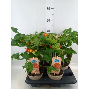 Solanum lycopersicum   ...