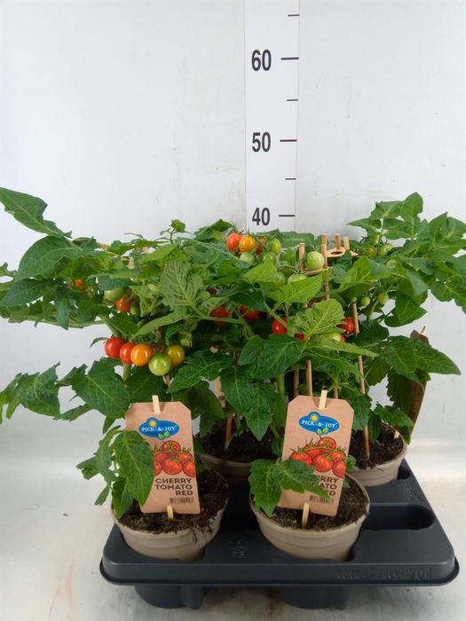 <h4>Solanum lycopersicum   ...</h4>