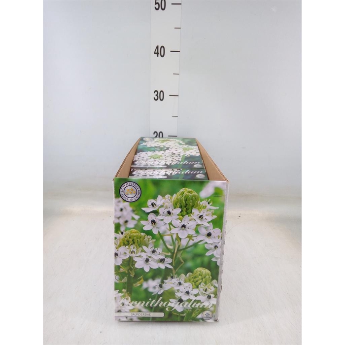 <h4>Flowerbulbs, corns or tubers   ...</h4>